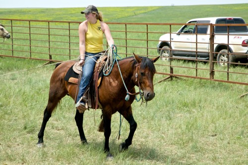 ranch internship, the dx ranch, cattle branding, branding photos