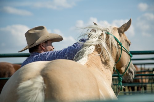 halter breaking colts, the dx ranch, equine internships, ranching internships