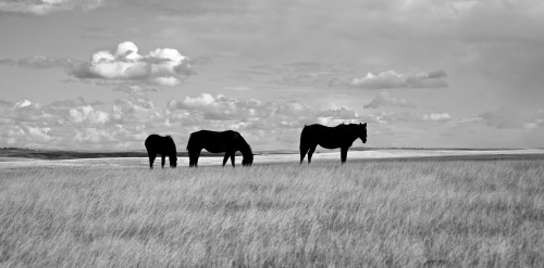 photo by the saouth dakota cowgirl