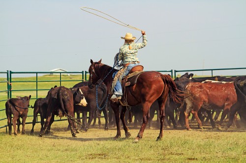 A working ranch vacation, guest thoughts, buckaroo roping, ranch roping, ranch vacations, south dakota ranch vacations