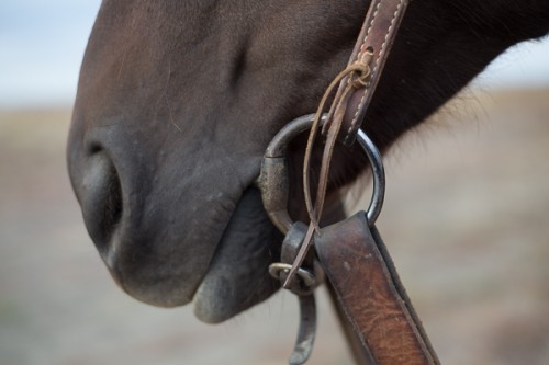 Snaffle Bit, bridling made easy, help your horse get bridled