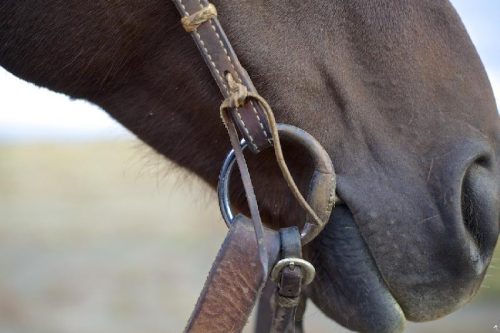 get them good to bridle, south dakota cowgirl photography