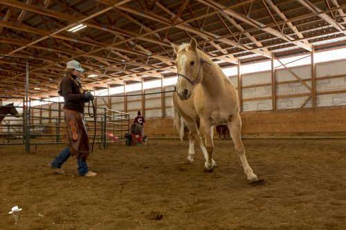 siouxperman, the dx ranch, horsemanship, colt starting