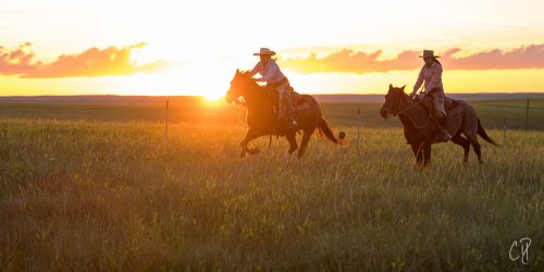 horsemanship experience, the dx ranch, horsemanshiop