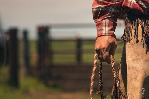 horsemanship, chris dickinson photography, the dx ranch
