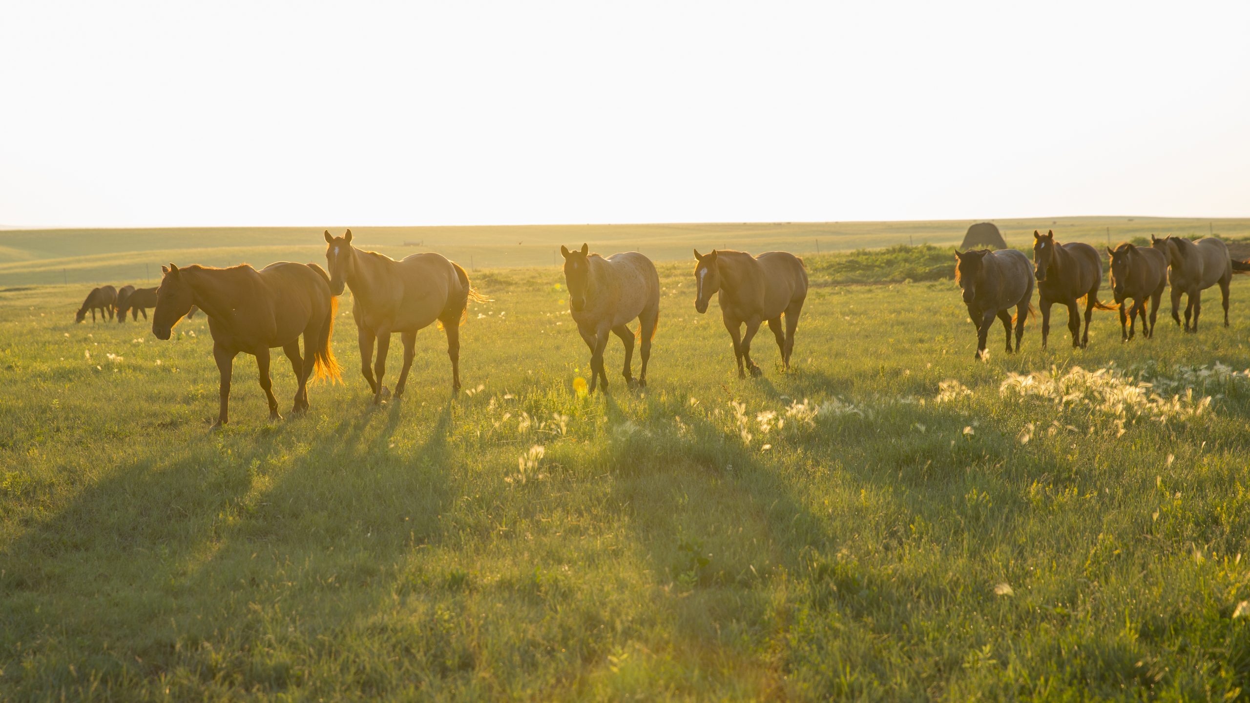 enlightenment, the horse is never wrong, the dx ranch, ducheneaux quarter horses, south dakota quarter horses
